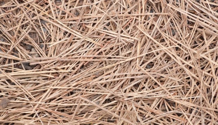 Pine Straw to Your Garden
