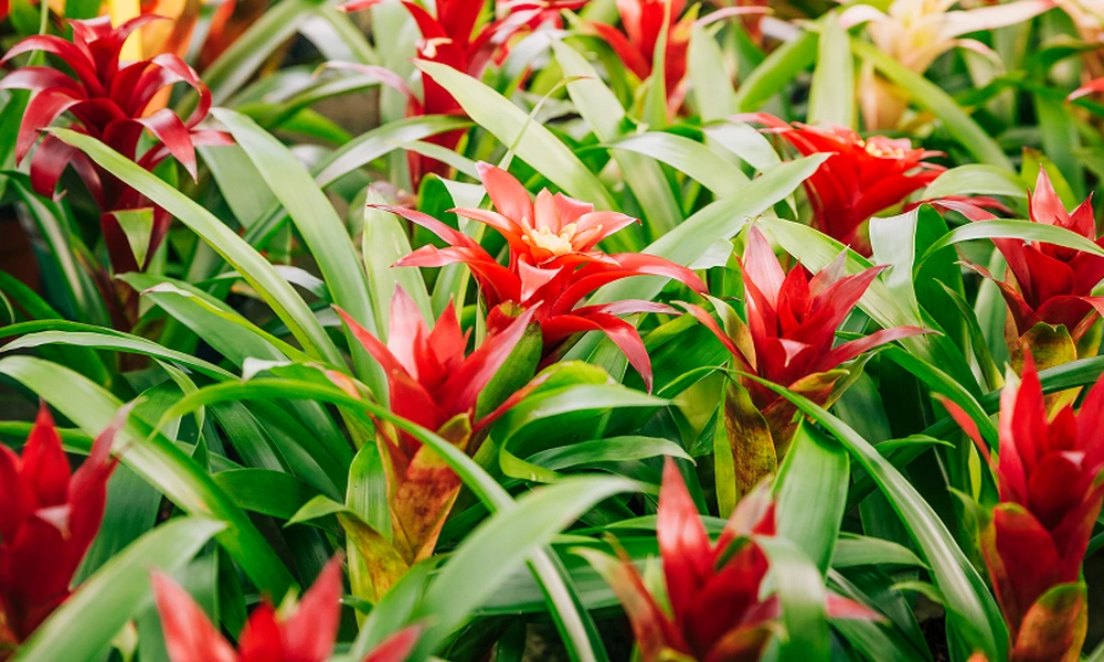 Choosing Long-Lifespan Tropical Flowers for Extended Corporate Launches