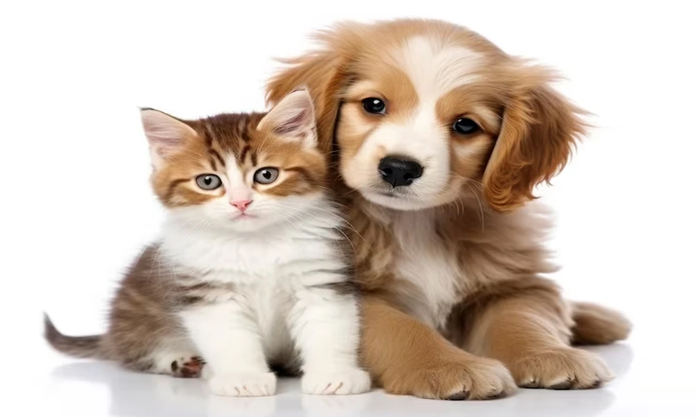 Why Animal Hospitals Focus On Client Education And Awareness