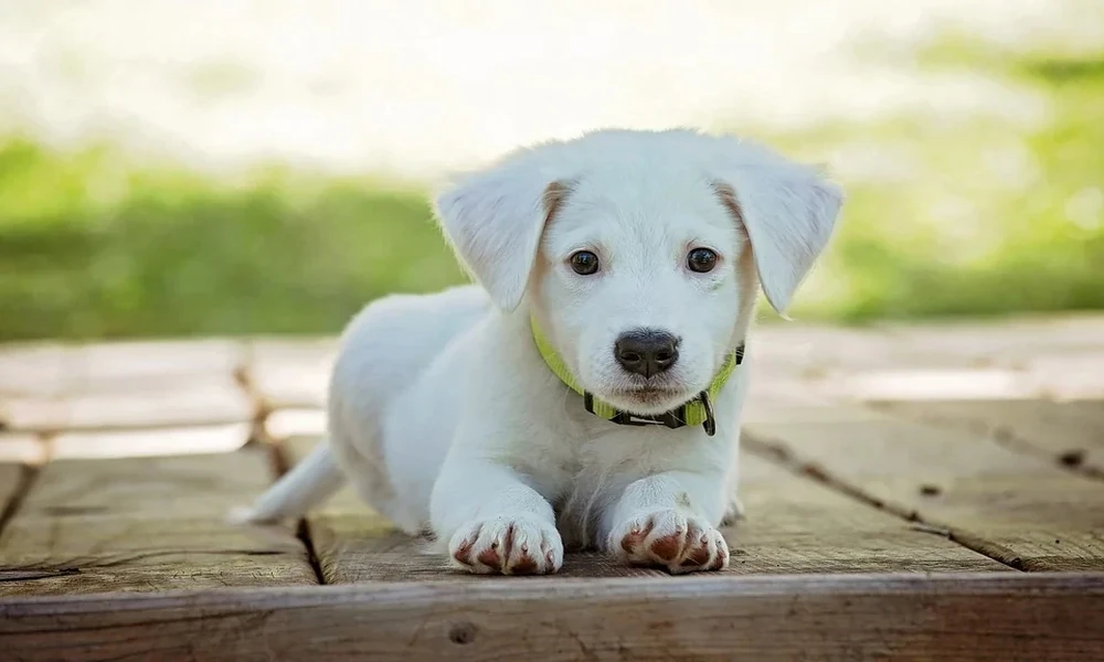 6 Follow Up Questions To Ask A General Veterinarian About Abnormal Pet Lab Results